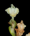 Climbing false buckwheat